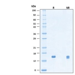 R&D Systems™ Recombinant Human Betacellulin Protein