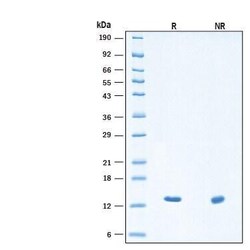 R&D Systems&trade;&nbsp;Recombinant Human FGF-4 Heat Stable Protein, CF