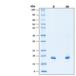 R DSystems Recombinant Human FGF basic Heat Stable Protein, CF 100 &mu;g | Buy Online | R&amp;DSystems&trade; | Fisher Scientific