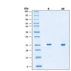 R D Systems Recombinant Mouse Sonic Hedgehog/Shh Protein, Animal-Free 500 &mu;g | Buy Online | R&amp;D Systems&trade; | Fisher Scientific