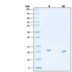 R D Systems Recombinant Human Thrombopoietin/TPO Protein, Animal-Free 1 mg | Buy Online | R&amp;D Systems&trade; | Fisher Scientific