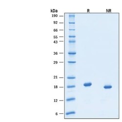 R D Systems Recombinant Human Thrombopoietin/TPO GMP Protein, CF 50 &mu;g | Buy Online | R&amp;D Systems&trade; | Fisher Scientific