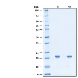R D Systems Recombinant Human Thrombopoietin/TPO Protein, CF 1 mg | Buy Online | R&amp;D Systems&trade; | Fisher Scientific