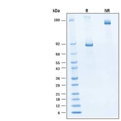 R D Systems Recombinant Human Wnt/RSPO2 Agonist Protein, CF 50 &mu;g | Buy Online | R&amp;D Systems&trade; | Fisher Scientific