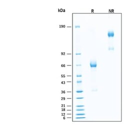 R D Systems Recombinant Human LILRB4/CD85k/ILT3 Fc Biotin Protein, CF 50 &mu;g | Buy Online | R&amp;D Systems&trade; | Fisher Scientific