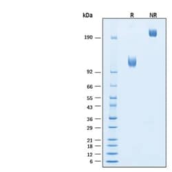 R D Systems Recombinant Human CD117/c-kit Fc Biotinylated Protein, CF 50 &mu;g | Buy Online | R&amp;D Systems&trade; | Fisher Scientific
