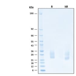 R&D Systems&trade;&nbsp;Recombinant Human SCF/c-kit Ligand Biotinylated Protein