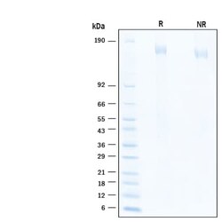 R D Systems Recombinant SARS-CoV-2 B.1.1.529 S Biotinylated Protein 50 &mu;g | Buy Online | R&amp;D Systems&trade; | Fisher Scientific