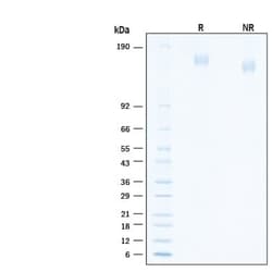 R D Systems Recombinant SARS-CoV2 B.1.1.529 S GCN4-IZ Biotin Protein, CF 50 &mu;g | Buy Online | R&amp;D Systems&trade; | Fisher Scientific