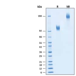 R D Systems Recombinant Human CD30/TNFRSF8 Fc Chimera Biotin Protein, CF 50 &mu;g | Buy Online | R&amp;D Systems&trade; | Fisher Scientific