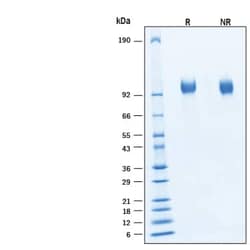 R D Systems Recombinant Human EGFR His-tag Biotinylated Protein, CF 50 &mu;g | Buy Online | R&amp;D Systems&trade; | Fisher Scientific