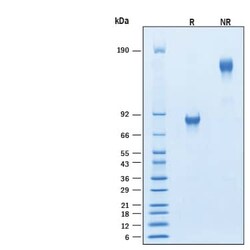 R D Systems Recombinant Human B7-H4 Fc Chimera Biotinylated Protein, CF 50 &mu;g | Buy Online | R&amp;D Systems&trade; | Fisher Scientific