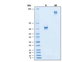 R D Systems Recombinant Human VSIG4 Fc Chimera Biotinylated Protein, CF 50 &mu;g | Buy Online | R&amp;D Systems&trade; | Fisher Scientific