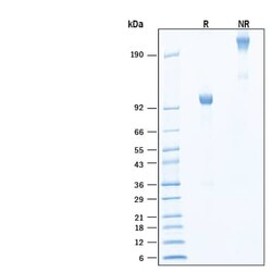 R D Systems Recombinant Human IL-27 Ra/WSX-1/TCCR Fc Biotin Protein, CF 50 &mu;g | Buy Online | R&amp;D Systems&trade; | Fisher Scientific