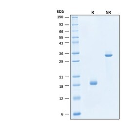 R D Systems Recombinant Human M-CSF Biotinylated Protein 25 &mu;g | Buy Online | R&amp;D Systems&trade; | Fisher Scientific