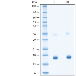 R D Systems Recombinant Human IFN-gamma Biotinylated Protein 50 &mu;g | Buy Online | R&amp;D Systems&trade; | Fisher Scientific