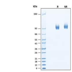 R DSystems Recombinant Human PSMA/FOLH1/NAALADase I His Protein, CF 10 &mu;g | Buy Online | R&amp;DSystems&trade; | Fisher Scientific