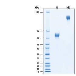 R D Systems Recombinant Human IL-4R alpha Fc Biotinylated Protein, CF 50 &mu;g | Buy Online | R&amp;D Systems&trade; | Fisher Scientific