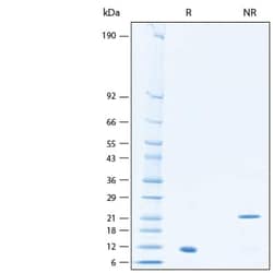 R D Systems Recombinant Human TGF-beta 1 Biotinylated Protein 25 &mu;g | Buy Online | R&amp;D Systems&trade; | Fisher Scientific