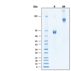 R D Systems Recombinant Human CD19 Fc Chimera Biotinylated Protein, CF 50 &mu;g | Buy Online | R&amp;D Systems&trade; | Fisher Scientific