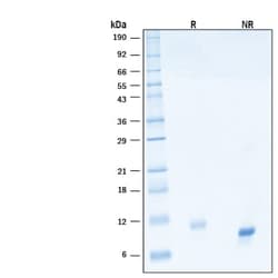 R D Systems Recombinant Human IL-15 Biotinylated Protein 25 &mu;g | Buy Online | R&amp;D Systems&trade; | Fisher Scientific