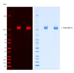 R&D Systems&trade;&nbsp;Cy5-Neu5Ac (N-glycan) Labeled Recombinant Human ACE-2