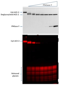 R D Systems Cy5-Neu5Ac (N-glycan) Labeled Recombinant Human ACE-2 20 &mu;g | Buy Online | R&amp;D Systems&trade; | Fisher Scientific
