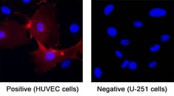 Human CD31/PECAM-1 Antibody, R D Systems 25 &mu;g | Buy Online | R&D Systems | Fisher Scientific