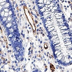 Human CD31/PECAM-1 Antibody, R D Systems 25 &mu;g | Buy Online | R&D Systems | Fisher Scientific