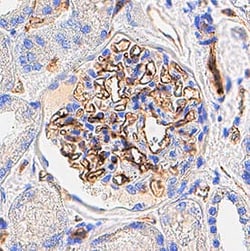 Human CD31/PECAM-1 Antibody, R D Systems 25 &mu;g | Buy Online | R&D Systems | Fisher Scientific