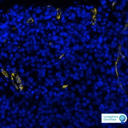 Human CD31/PECAM-1 Antibody, R D Systems 25 &mu;g | Buy Online | R&D Systems | Fisher Scientific