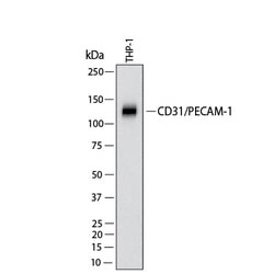 Human CD31/PECAM-1 Antibody, R D Systems 25 &mu;g | Buy Online | R&D Systems | Fisher Scientific