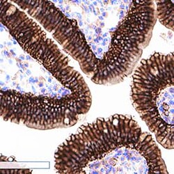 Mouse EpCAM/TROP-1 Antibody, R D Systems:Antibodies:Primary Antibodies