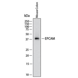 Mouse EpCAM/TROP-1 Antibody, R D Systems:Antibodies:Primary Antibodies