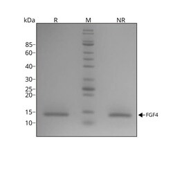R D Systems Recombinant Human FGF-4, Animal-Free Protein 50 &mu;g | Buy Online | R&amp;D Systems&trade; | Fisher Scientific