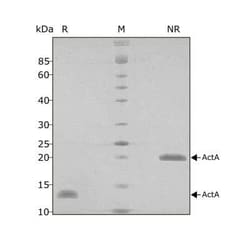 R D Systems Recombinant Human/Mouse Activin A PLUS, Animal-Free Protein 500 &mu;g | Buy Online | R&amp;D Systems&trade; | Fisher Scientific
