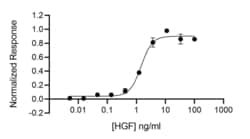R D Systems Recombinant Human HGF (NK1), Animal-Free Protein 500 &mu;g | Buy Online | R&amp;D Systems&trade; | Fisher Scientific