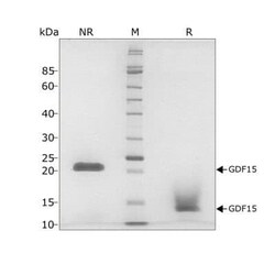 R D Systems Recombinant Human GDF-15, Animal-Free Protein 50 &mu;g | Buy Online | R&amp;D Systems&trade; | Fisher Scientific