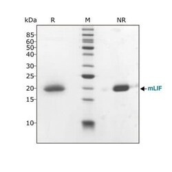 R D Systems Recombinant Mouse LIF, Animal-Free Protein 500 μg | Buy Online | R&D Systems™ | Fisher Scientific
