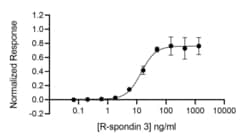 R D Systems Recombinant Human R-spondin 3, Animal-Free Protein 50 &mu;g | Buy Online | R&amp;D Systems&trade; | Fisher Scientific
