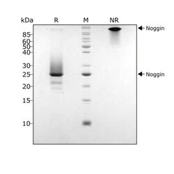 R D Systems Recombinant Human Noggin, Animal-Free Protein 500 &mu;g | Buy Online | R&amp;D Systems&trade; | Fisher Scientific