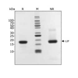R D Systems Recombinant Human LIF, Animal-Free Protein 500 &mu;g | Buy Online | R&amp;D Systems&trade; | Fisher Scientific