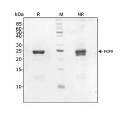 R D Systems Recombinant Human FGF-9, Animal-Free Protein 250 &mu;g | Buy Online | R&amp;D Systems&trade; | Fisher Scientific