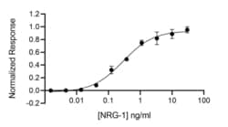 R&D Systems™ Recombinant Human/Bovine/Porcine NRG-1, Animal-Free Protein