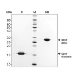 R D Systems Recombinant Human GDNF, Animal Free Protein 50 &mu;g | Buy Online | R&amp;D Systems&trade; | Fisher Scientific