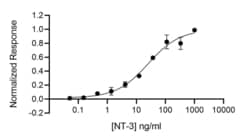 R&D Systems&trade;&nbsp;Recombinant Human/Mouse/Rat NT-3, Animal-Free Protein