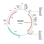R&D Systems™ Mouse CXCR6 (NP_109637) VersaClone cDNA