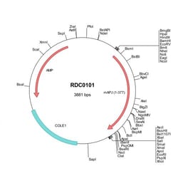 R&D Systems™ Mouse APJ (NP_035914) VersaClone cDNA