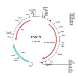R&D Systems&trade;&nbsp;Human Complement Component C3aR (NP_004045) VersaClone cDNA
