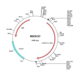 R&D Systems&trade;&nbsp;Mouse Frizzled-10 (NP_780493) VersaClone cDNA